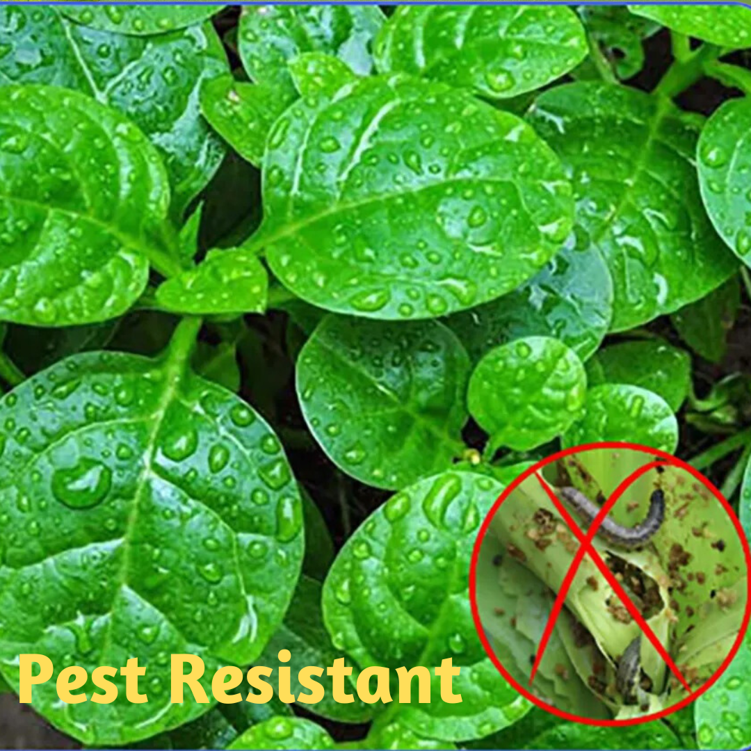 GARDEN + PRO SOIL CONDITIONER & ROOT ENHANCER and ADVANCE FOLIAR PLUS HUMATES