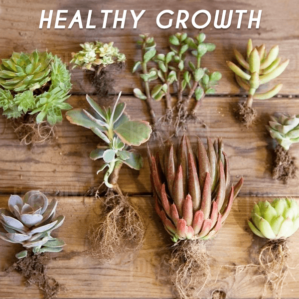 Rapid-Grow Rooting Powder