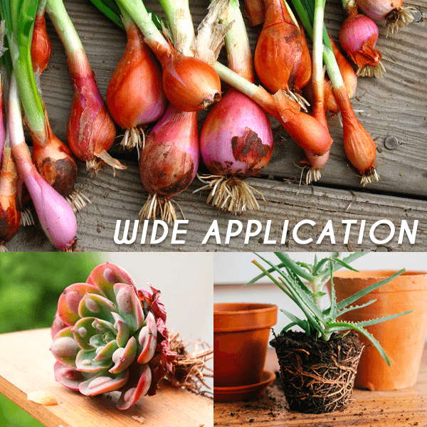 Rapid-Grow Rooting Powder